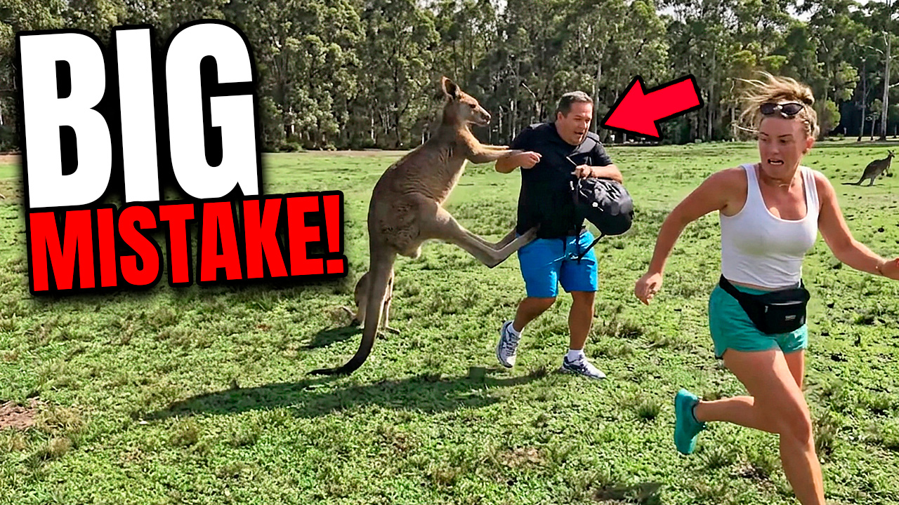 Watch what happens when tourists come too close to a kangaroo