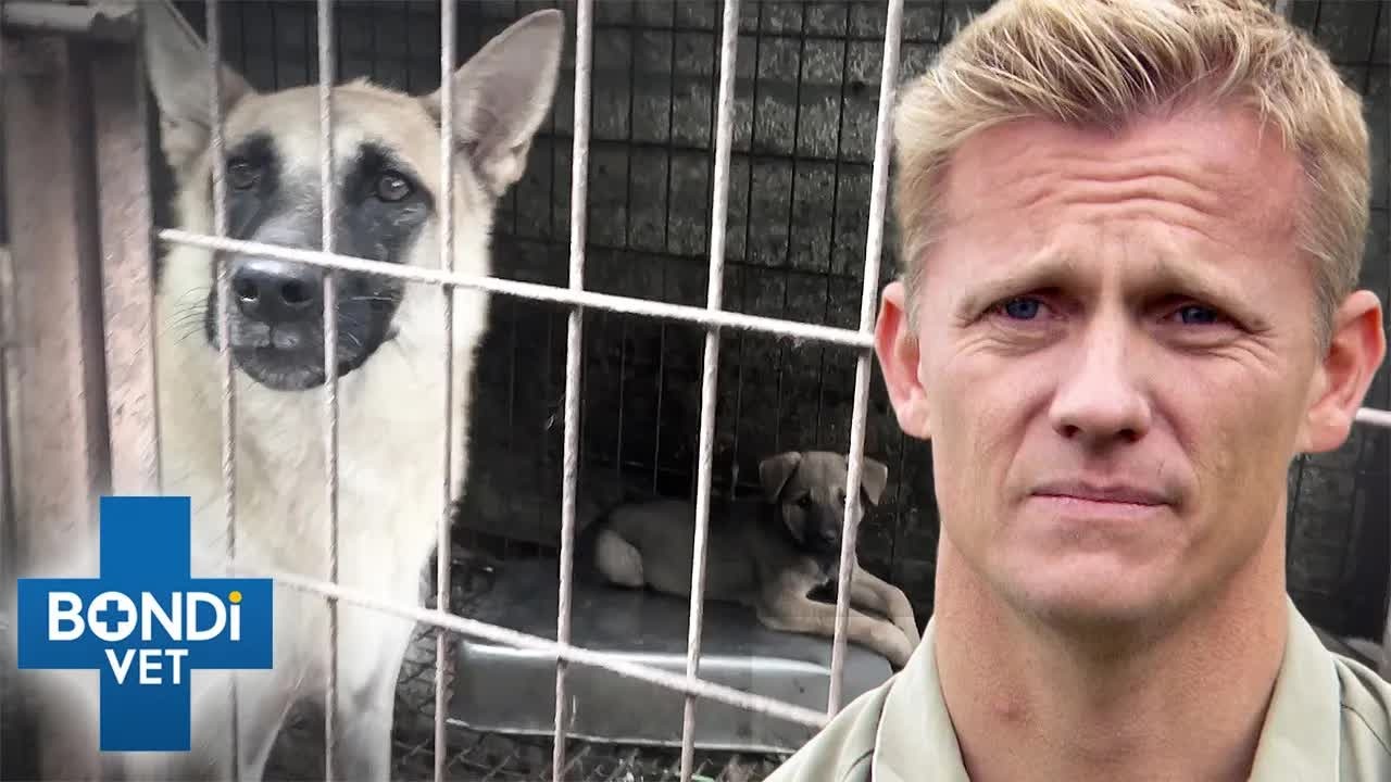 Rescued dogs were too scared to look at people - but family finally ...
