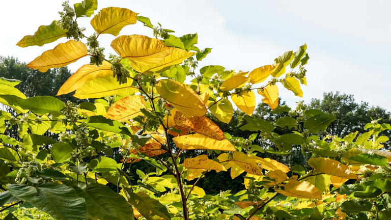The fall weeding mistake that makes aggressive weeds spread even faster