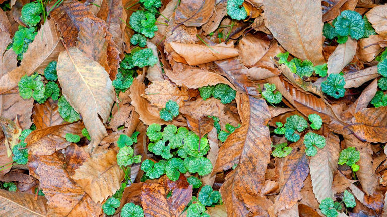 The fall weeding mistake that makes aggressive weeds spread even faster