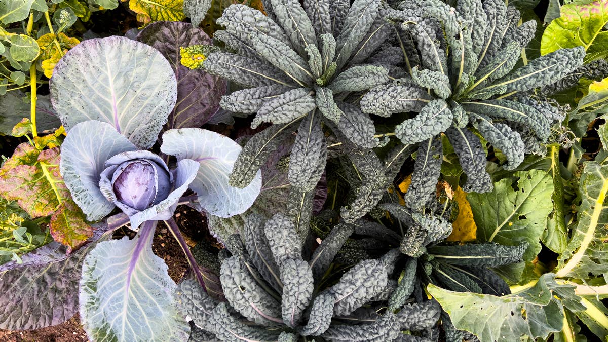 Why your fall greens suddenly stopped growing—and how to get them going ...