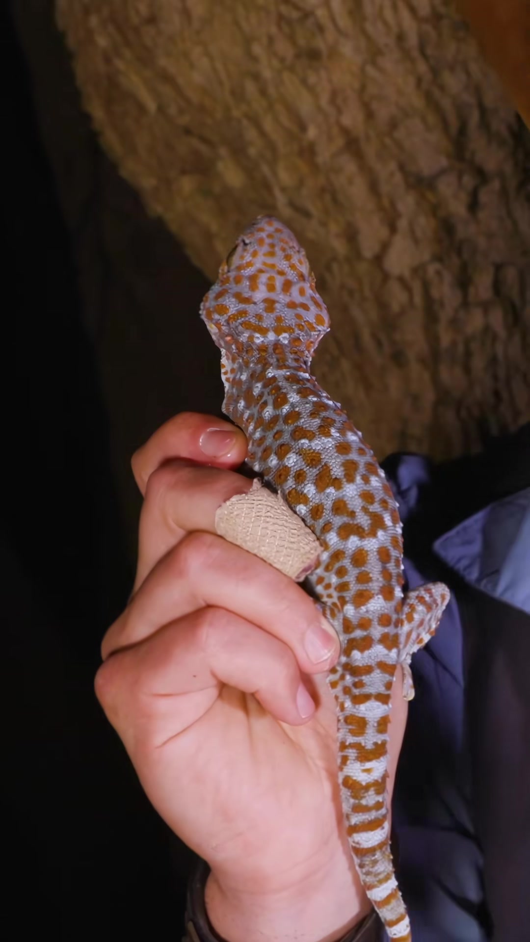 Meet the Tokay gecko, one of the boldest geckos around