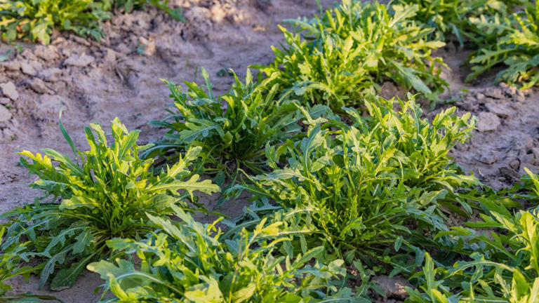 Why your fall greens suddenly stopped growing—and how to get them going ...