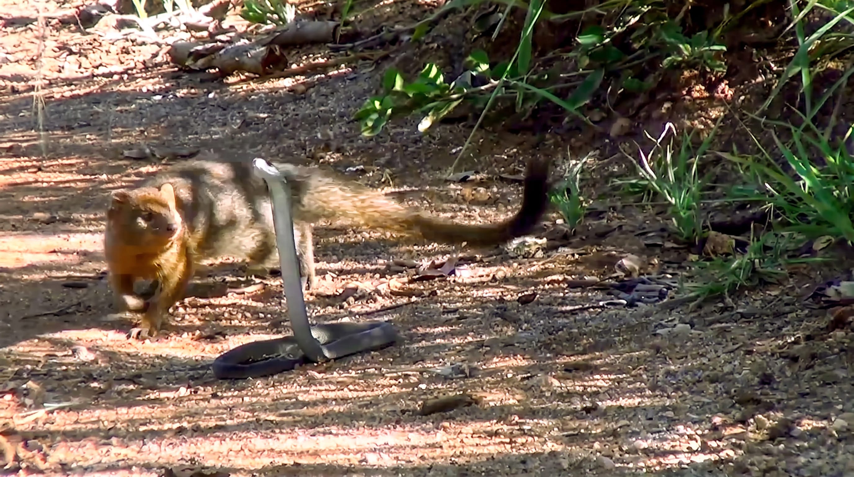 Moment fearless mongoose takes on deadly black mamba in lightning-fast ...