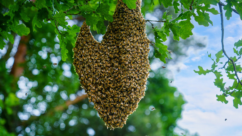 She builds a functional Warre hive for her tree