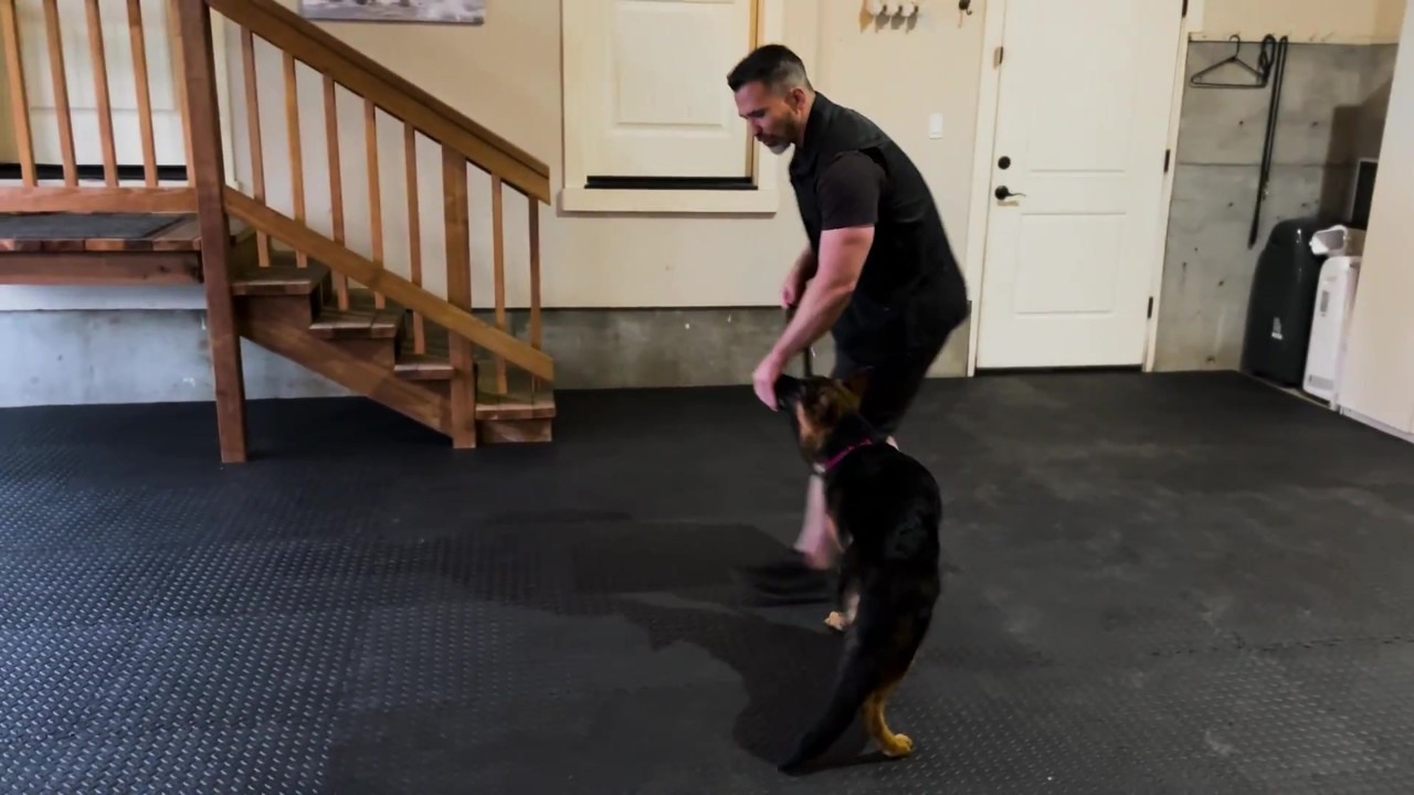 High-value treats can make kibble less motivating for dogs