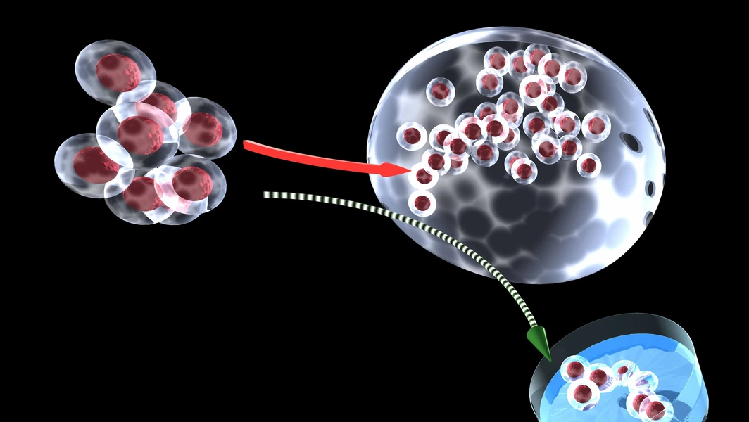 German scientists reverse 60 years of aging in human cells