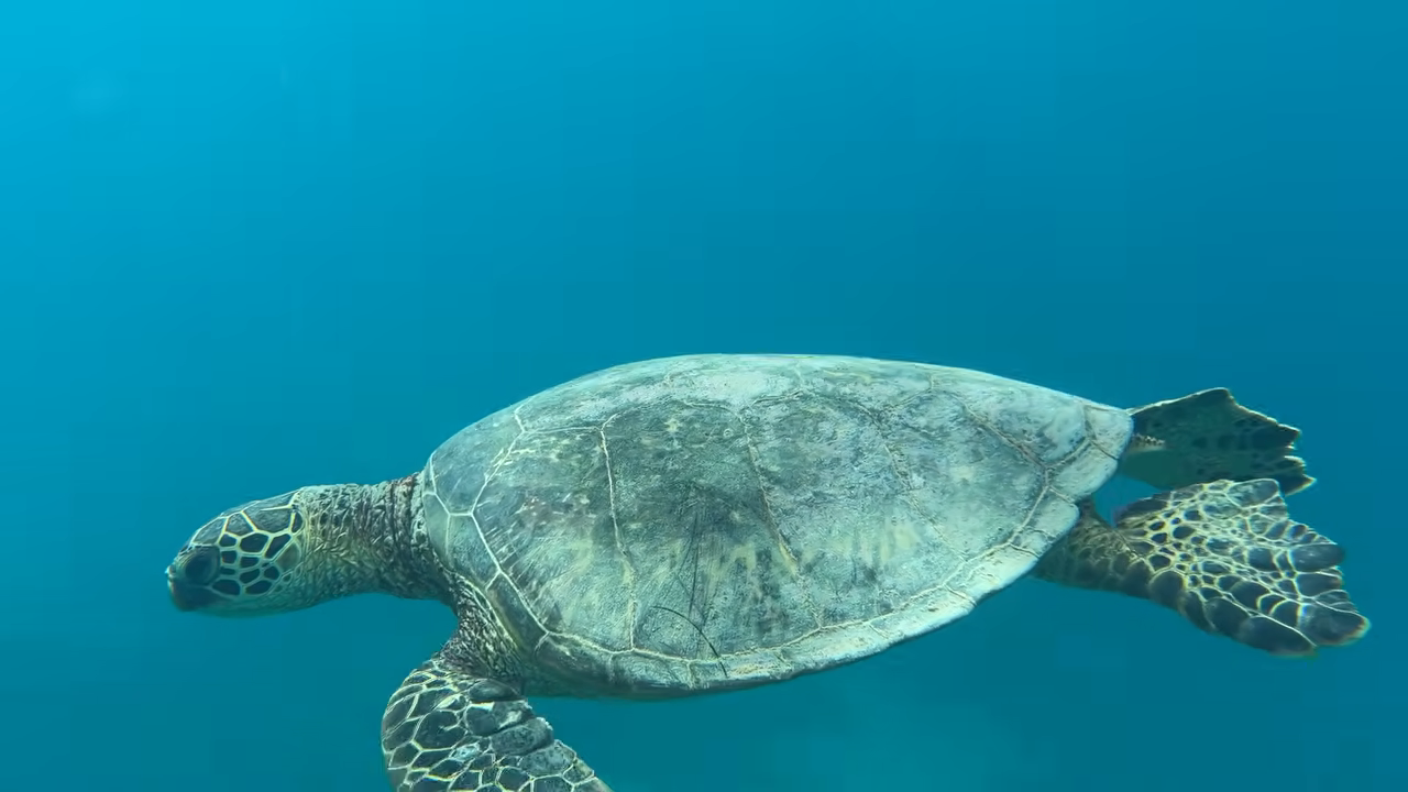 The iPhone 17 Pro Max went underwater… then a tangled turtle ...