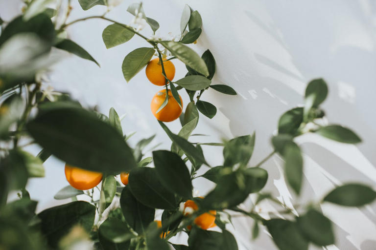I own 65 houseplants—these are the ones I think are way too high ...