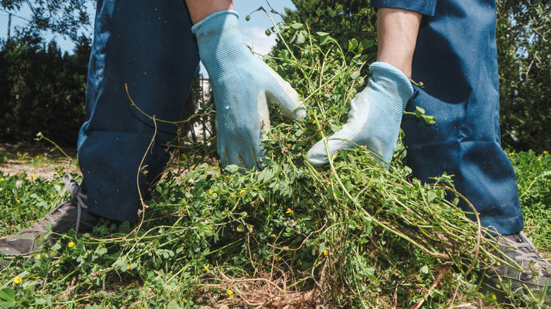 13 invasive plants to avoid in your fall garden
