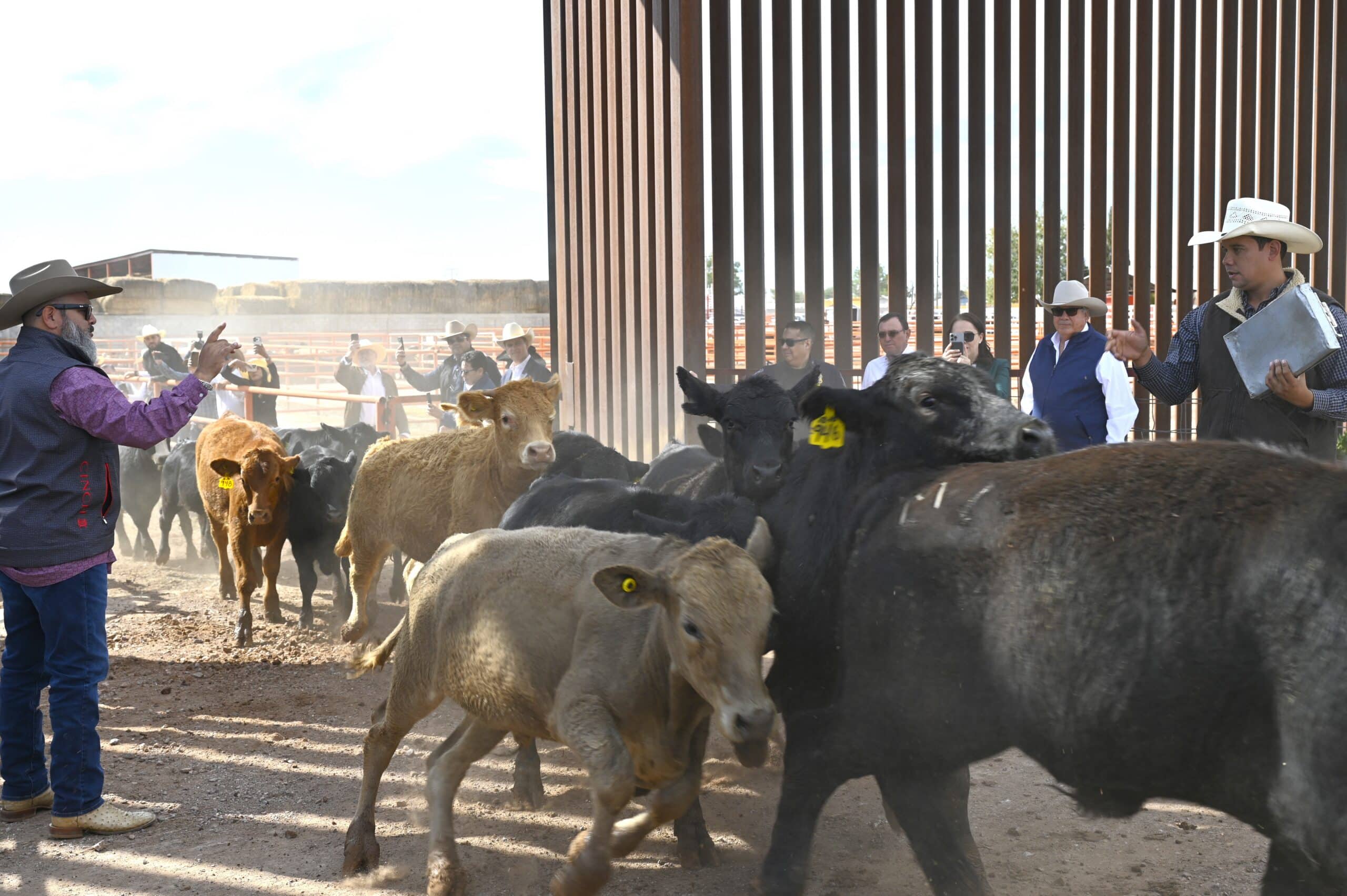 US reopens cattle border crossing amid flesh-eating screwworm threat