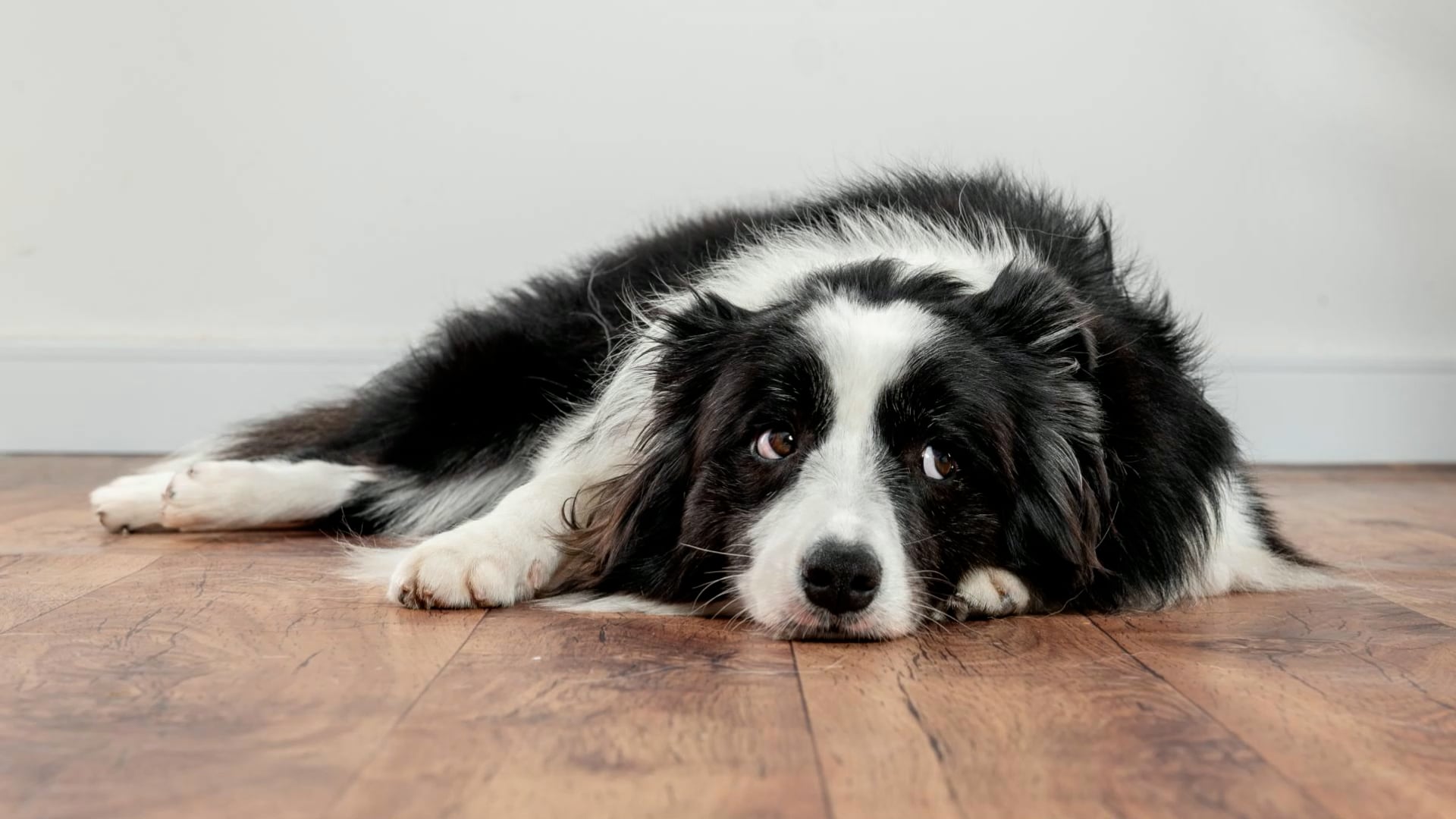 5 subtle signs your dog is in pain that most owners miss