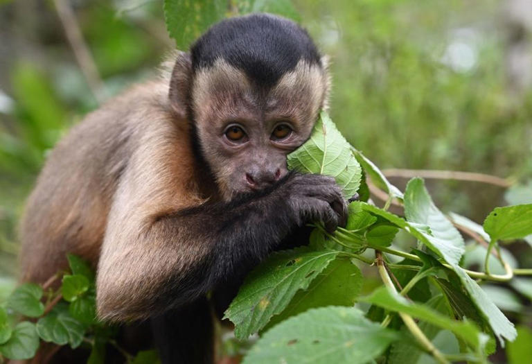 Before I had a chance to shout for help, a monkey jumped on my head and ...