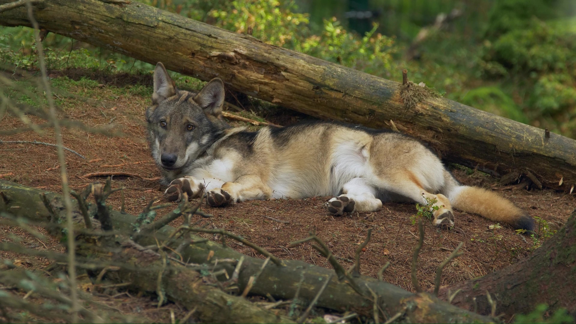 Rare moment grey wolf rests peacefully on the forest floor