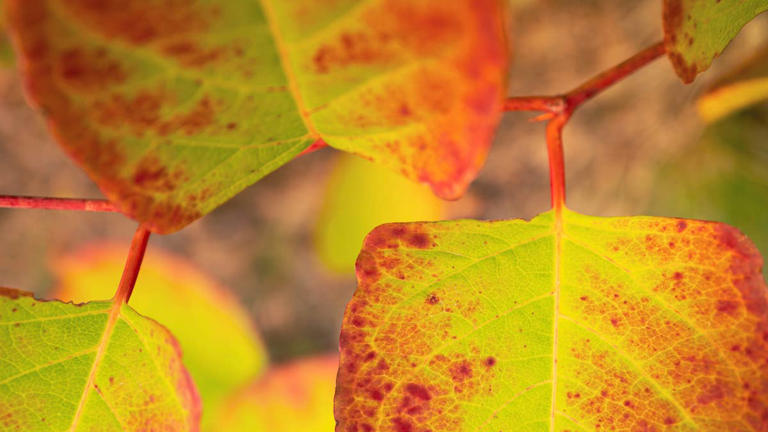 The fall weeding mistake that makes aggressive weeds spread even faster
