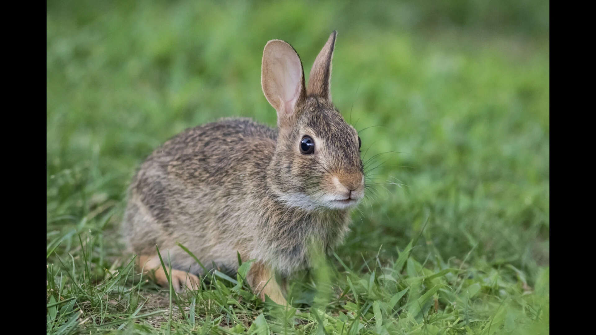 How to create a safe and stimulating space for your pet rabbit without ...