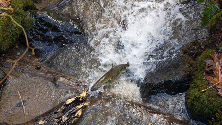 Where to see Seattle’s chum salmon run up close