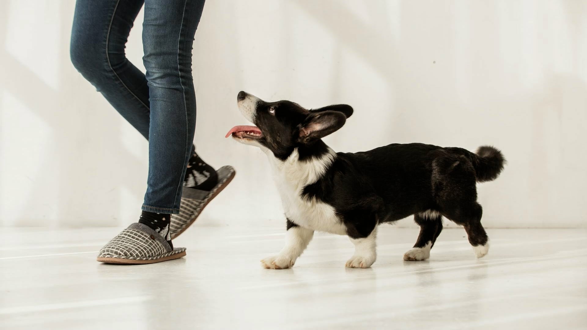 Why does your dog follow you into the bathroom?