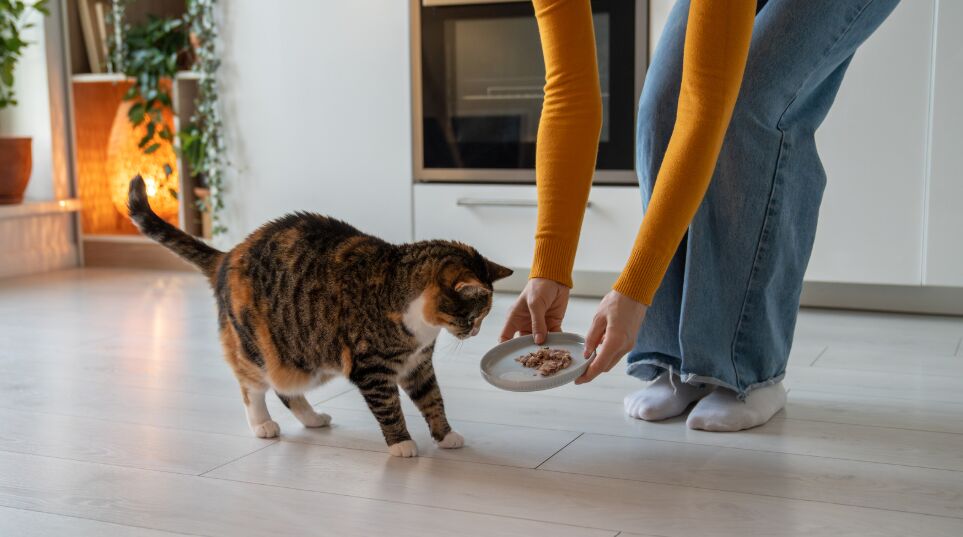 Does it matter what time you feed your cat?