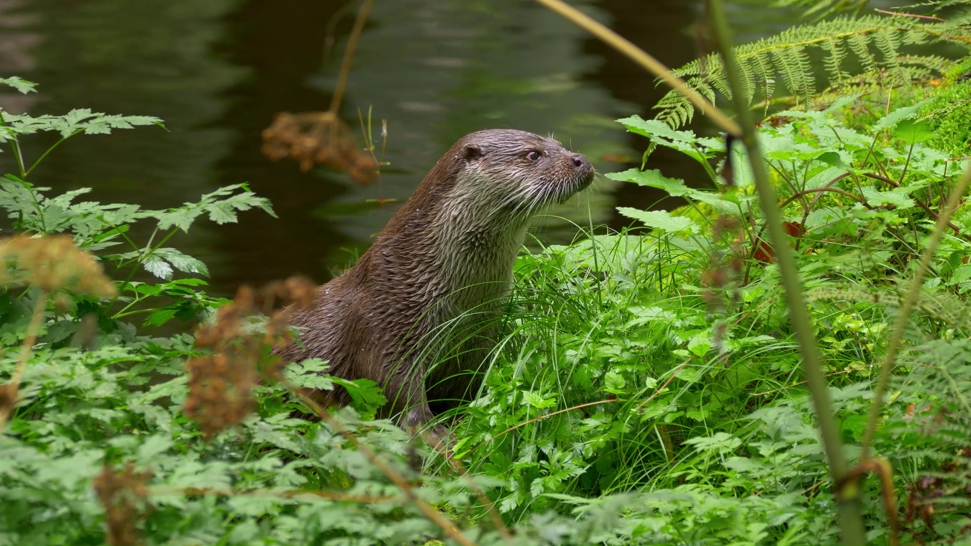 How Eurasian otters survive along forest rivers and streams
