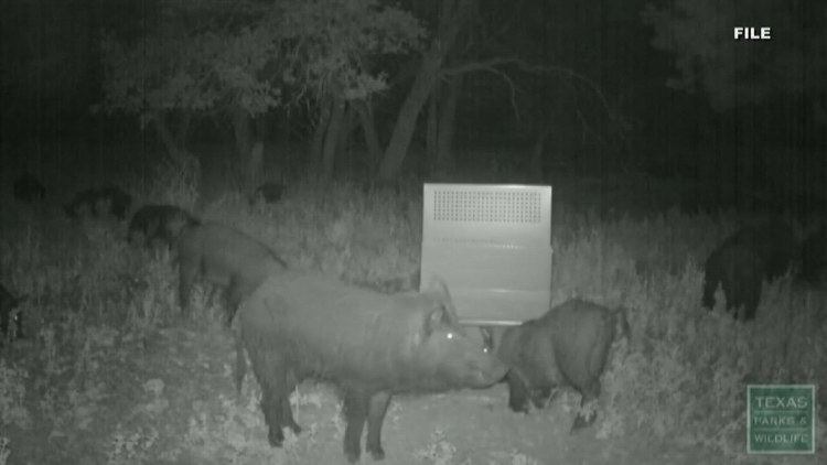 Feral hogs moving closer to Beaumont, county says