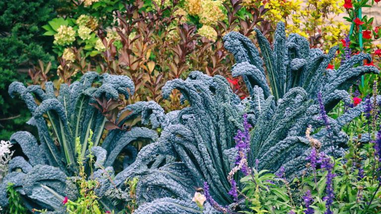Why your fall greens suddenly stopped growing—and how to get them going ...