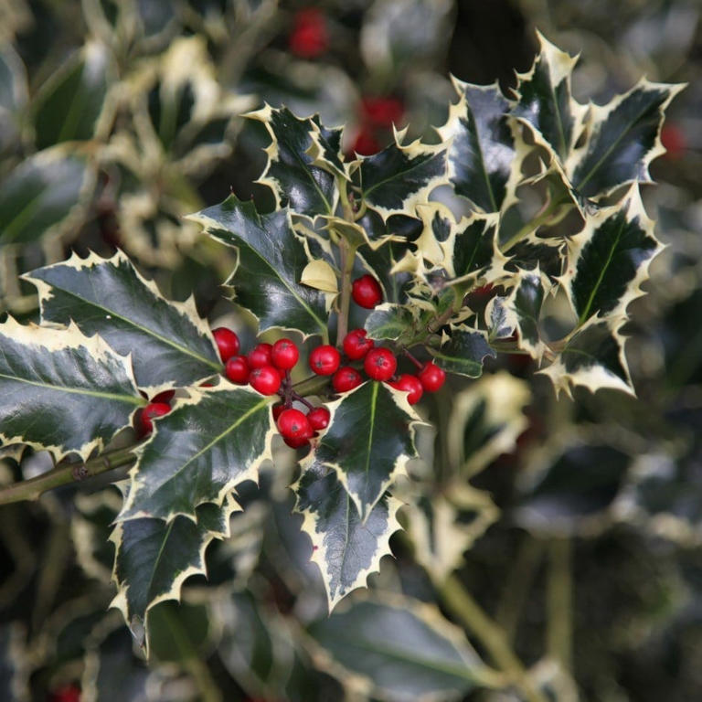 Plant this one shrub now to see goldfinches and robins flock to your ...
