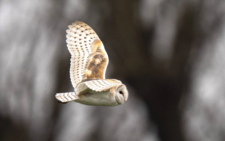 Business Owl marks decade with barn owl conservation project