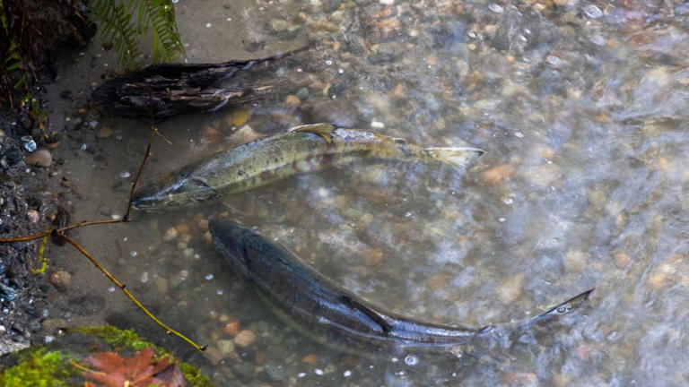Where to see Seattle’s chum salmon run up close