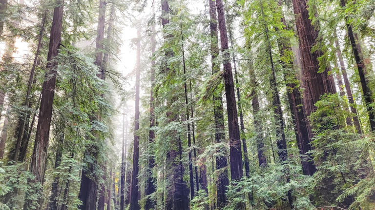Forget Redwood National Park, California's lesser-known gem has ...