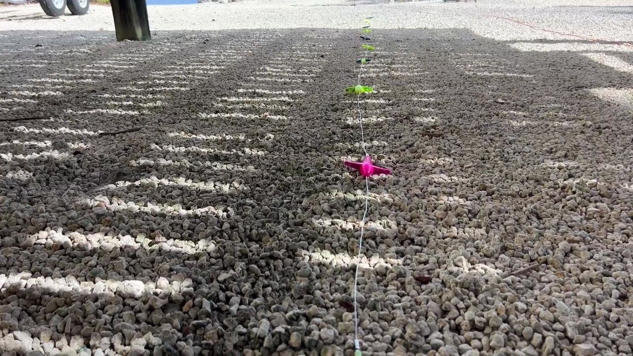 An angler builds a fishing daisy chain over 50 feet long