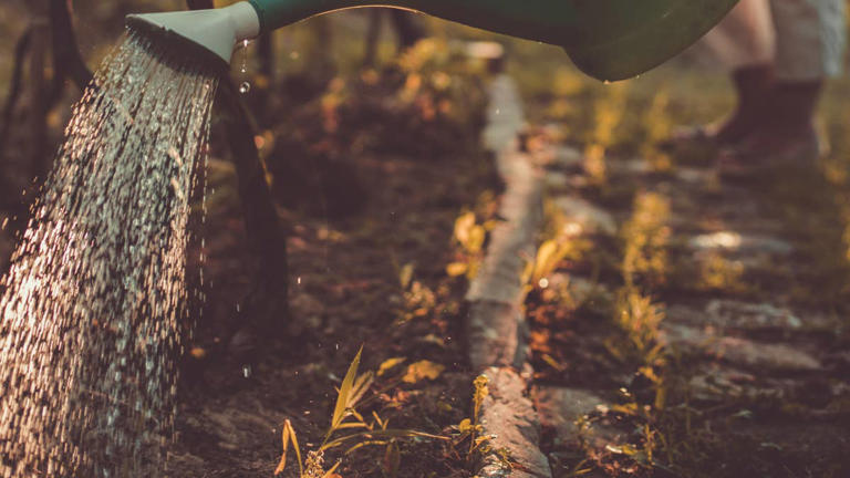 Why your fall greens suddenly stopped growing—and how to get them going ...