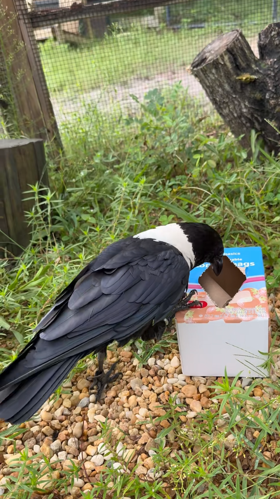 Crow explores a cardboard box
