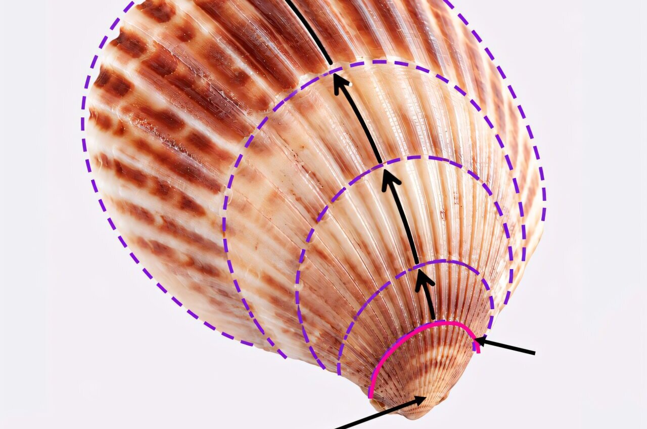 The mathematics of growing a shell—recreating diverse mollusk shells ...