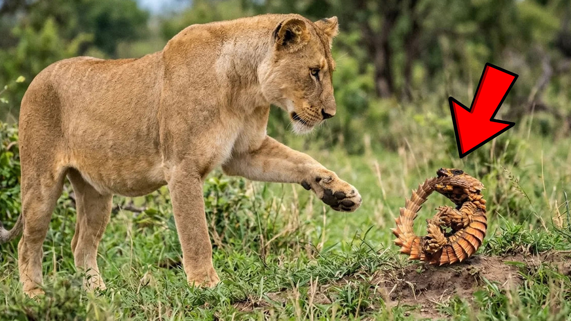 10 animals with the most insane defense mechanisms