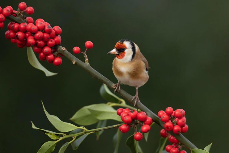 Plant this one shrub now to see goldfinches and robins flock to your ...