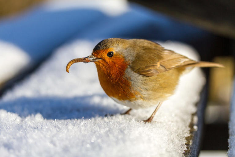 Plant this one shrub now to see goldfinches and robins flock to your ...