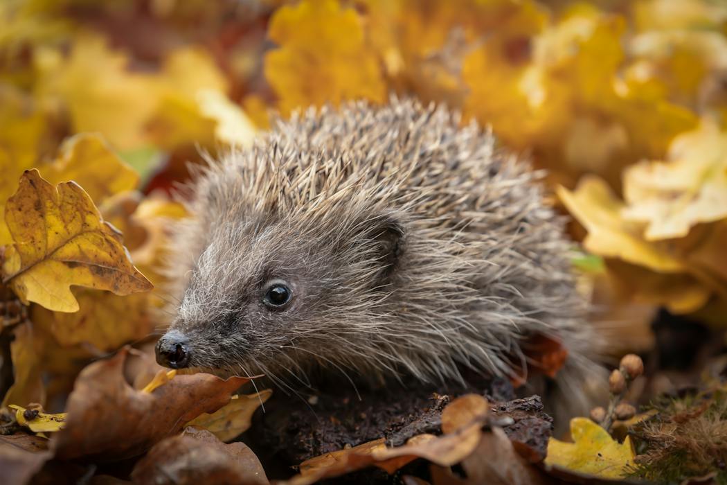 Embrace lazy autumn gardening to protect wildlife