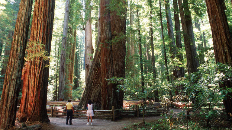 Forget Redwood National Park, California's lesser-known gem has ...