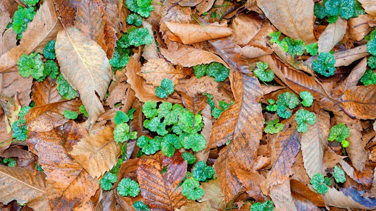 The fall weeding mistake that makes aggressive weeds spread even faster
