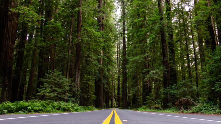 Forget Redwood National Park, California's lesser-known gem has ...