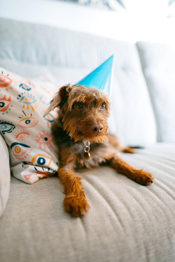 Pet owners urged to follow 5 steps so dogs don't freak out over fireworks
