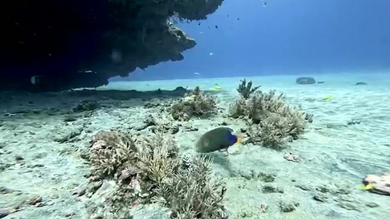 A banded snake eel resembles a venomous sea krait — the dive camera ...