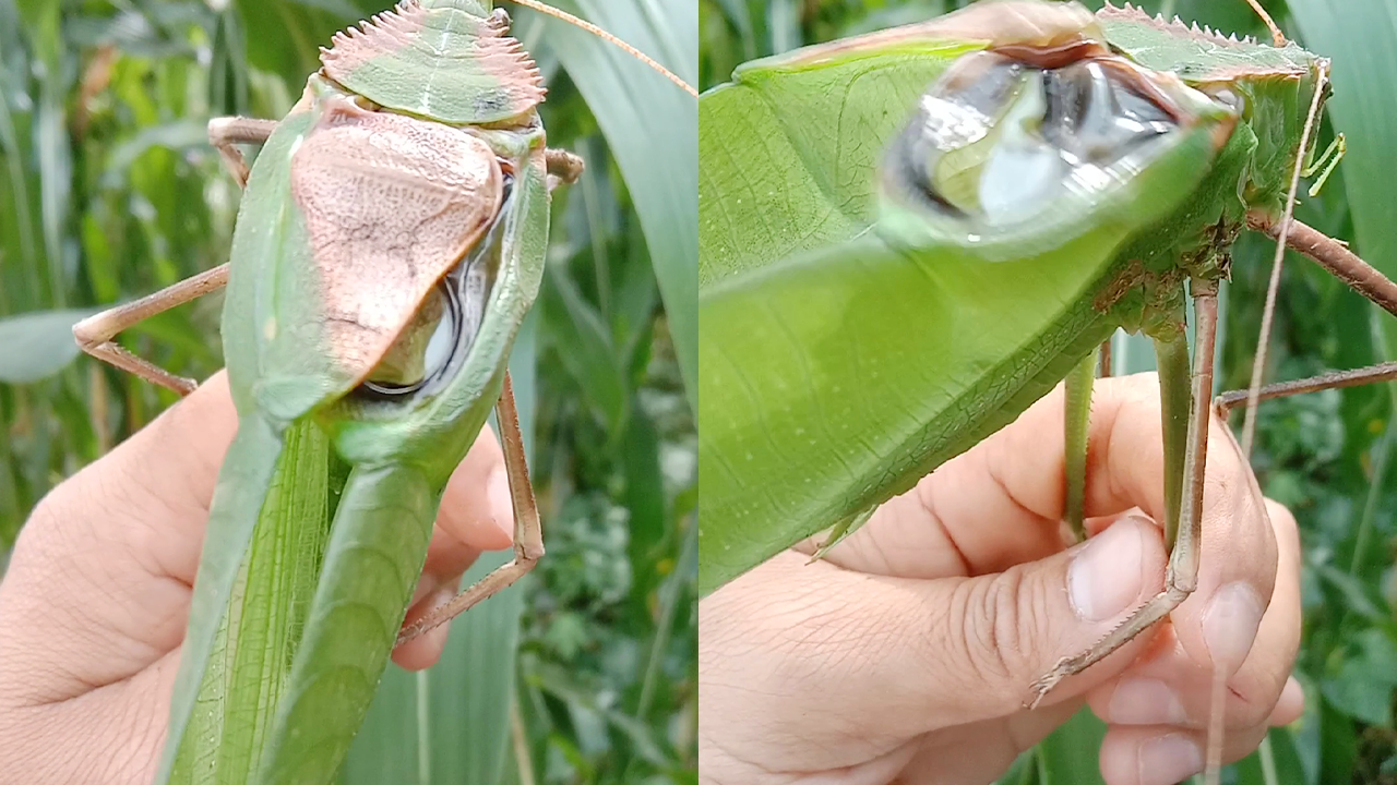 Meet the giant bug that totally looks like a leaf