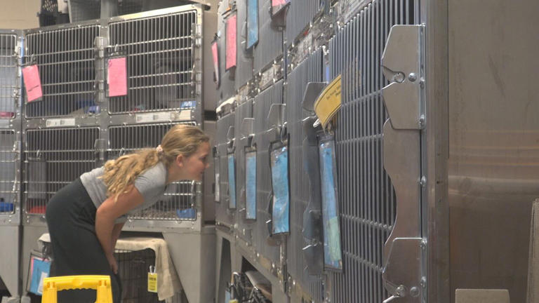 Young heart, big difference: 12-year-old raises money for Sioux Falls ...
