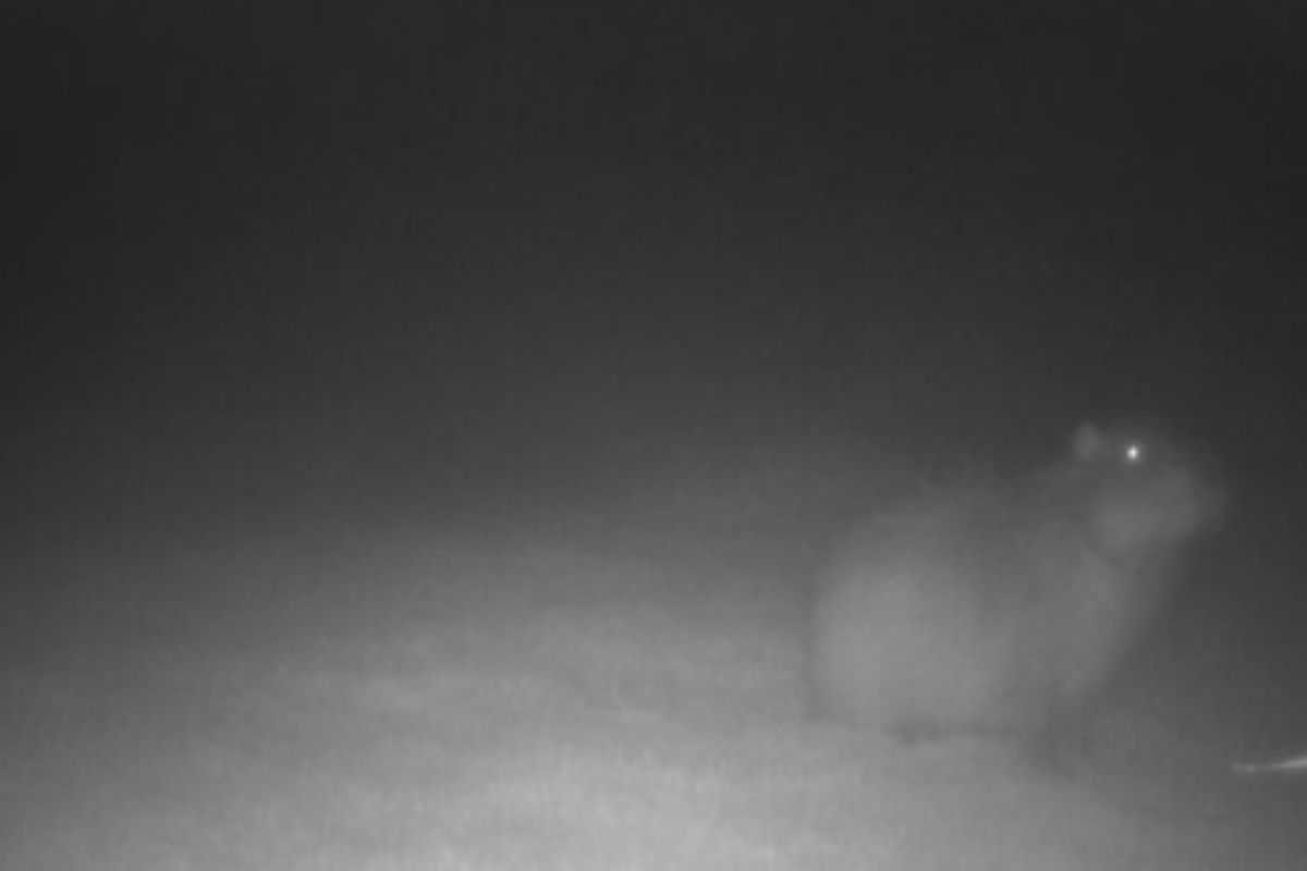Samba update as new pictures emerge of missing Marwell Zoo capybara as ...