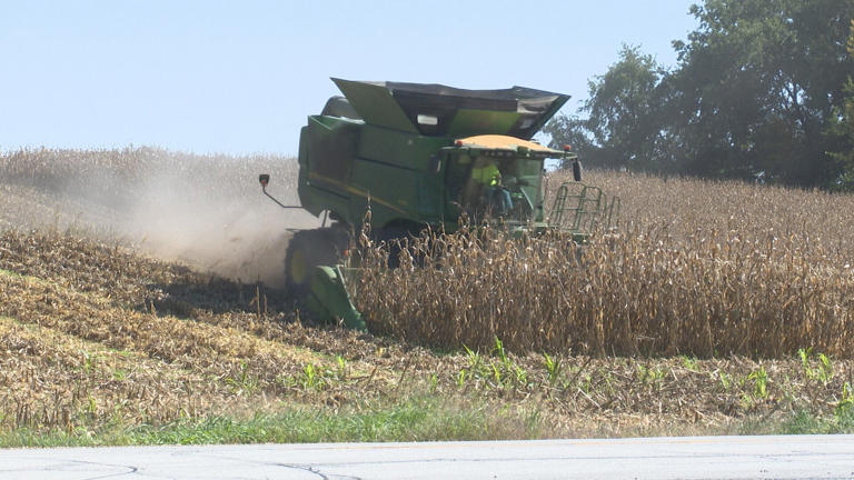 Nearly half of Iowa corn acres harvested