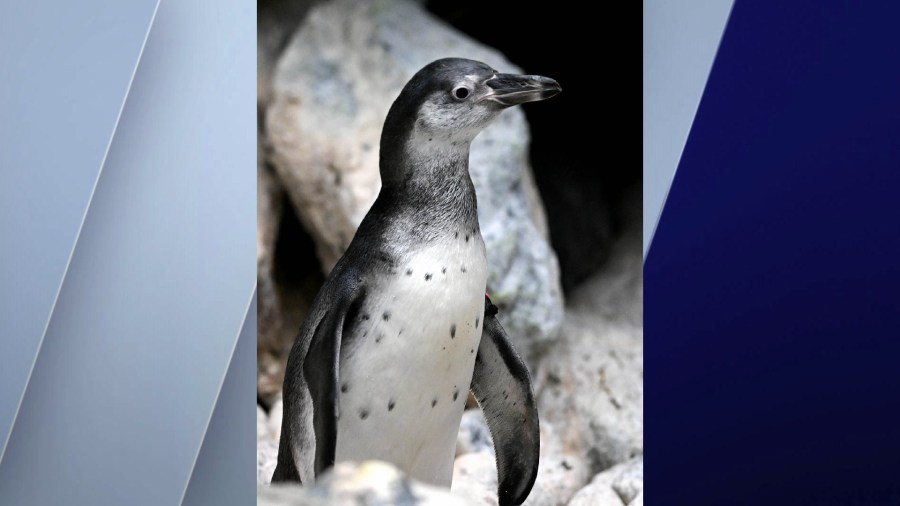 Robin the penguin makes debut at Brookfield Zoo