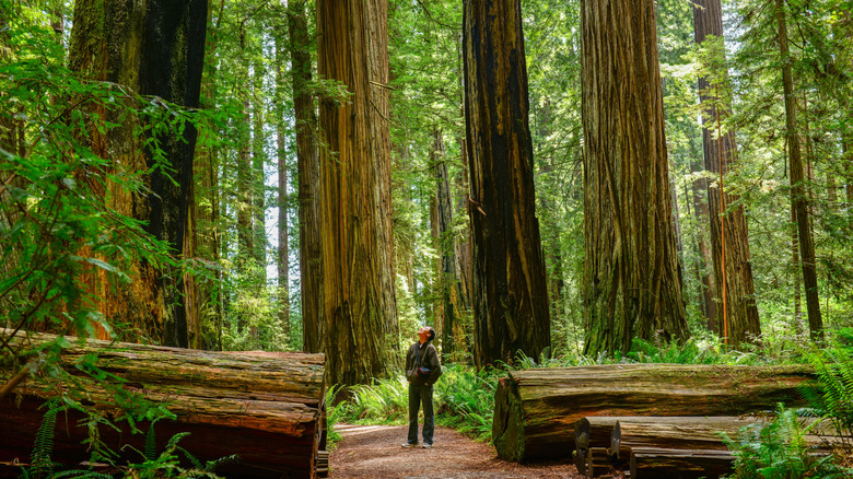 13 best attractions in Northern California, according to visitors