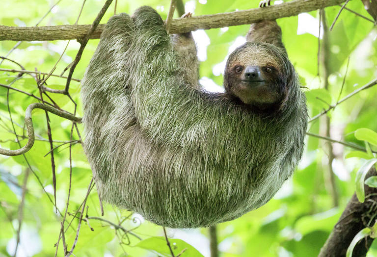 Lawmakers file SLOTHS Act after 31 sloth deaths in Florida
